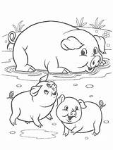 Piglets Pigs sketch template