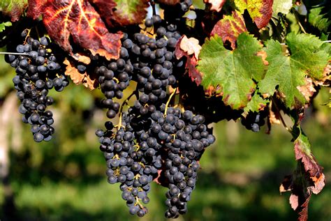 origins   domesticated grapevine