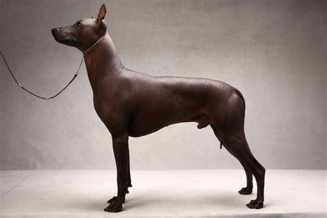 images  xoloitzcuintle  pinterest westminster dog show rare dog breeds  aztec