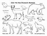 Brunswick Mammals Snowshoe sketch template