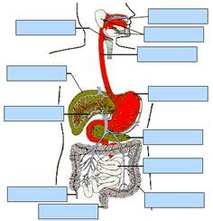 digestive system ideas digestive system body systems human body systems