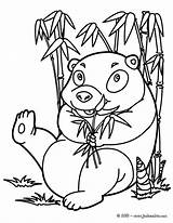 Colorier Ausmalen Kung Lustiger Hellokids Pandas Bambou Mange sketch template