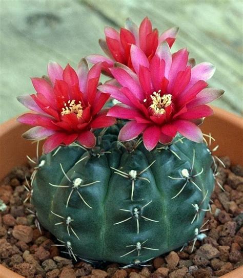 cactus flower picture pink cactus flower