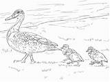 Duck Ducklings Eendjes Eend Wandelen Printable Ducks Eenden Animals sketch template