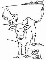 Cows Calves sketch template