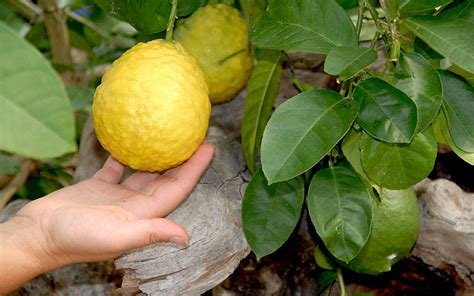 zitrone ponderosa pflanze citrus  limon ponderosa citrus