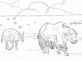 Coloring Yak Pages Calf Mother Main Categories Comments Skip Supercoloring sketch template