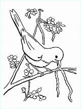 Printemps Oiseaux Inspirant Oiseau sketch template