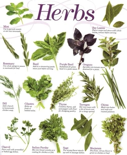 herbs  names