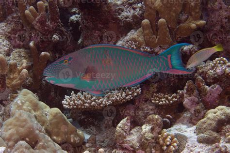 parrot fish underwater  stock photo  vecteezy