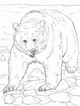 Bear Grizzly Coloring sketch template