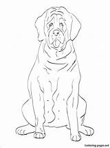 Coloring English Pages Setter Mastiff Getdrawings 03kb 750px Getcolorings Color sketch template