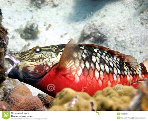 parrot fish eating coral stock image image  gills