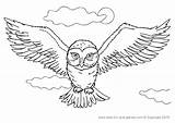 Owl Coloring Harry Potter Pages Hedwig Drawing Snowy Owls Color Printable Drawings Easy Cute Print Kids Flying Great Detailed Bagoly sketch template