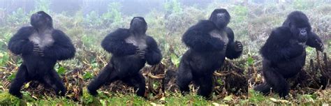 Gorillas Don’t Bluff When They Chest Beat Honest Signalling Indicates