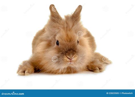 rabbit face stock image image  rodent small clipping