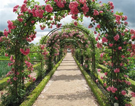 benefits  growing  rose garden  decorative