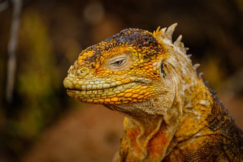 dragon lizard head  stock photo
