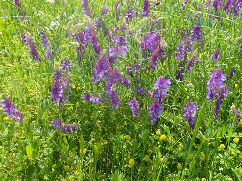 wild purple flowers hopsterling