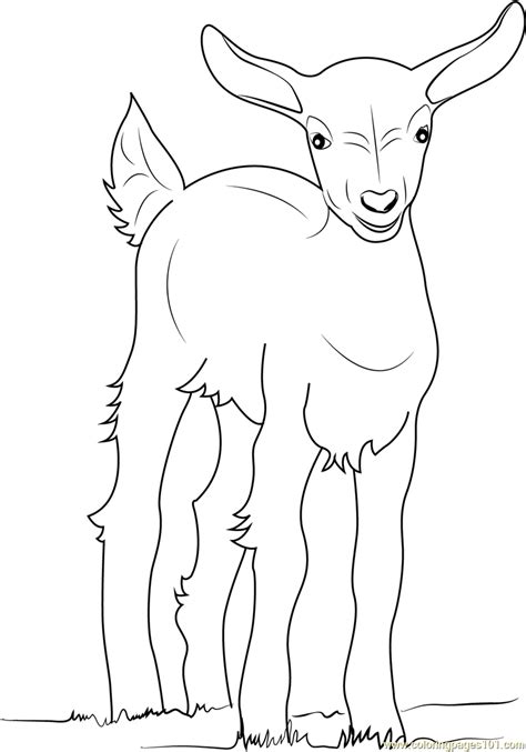 baby goat coloring page  kids  goat printable coloring pages