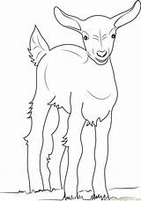 Goats Desenhos Coloringpages101 Cabras Colorir Homecolor sketch template