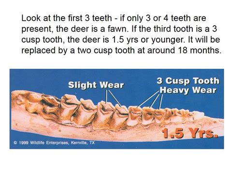 Aging White Tailed Deer Thru Tooth Wear Video 1 Youtube