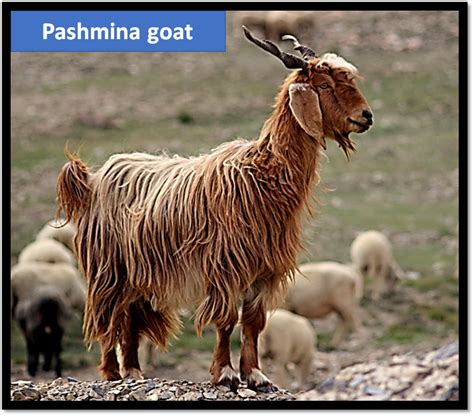 pashmina  obtained   variety   sheep  goat class  biology cbse