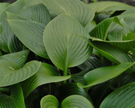 Hosta Devon Green Bare Roots — Buy Green Plantain Lilies Online At