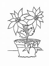 Poinsettia Coloring Pages Printable Kids sketch template
