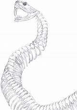 Snake Skeleton Spine Skull Snakes Schlangen Serpent Skeletons sketch template