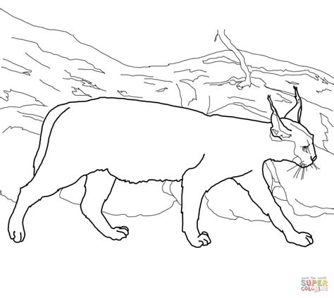caracal coloring pages coloring home
