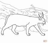 Caracal Coloring Lynx Pages Cat Clipart Printable Color Caracals Getdrawings Drawing Colorings Supercoloring Kids Getcolorings Cute Popular Webstockreview Adult Choose sketch template