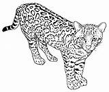 Coloring Pages Cat Leopard Wild Real Baby Snow Wildcat Detailed Getcolorings Printable Pag Color Adults sketch template