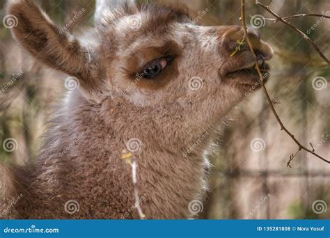cute baby llama  sideways  camera stock photo image