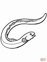 Coloring Eel Fish Pages Eels Color sketch template