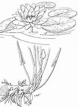 Water Lily Tattoo Nymphaea Drawing Odorata Plant Tattoos Lilies Plants Illustration Drawings Waterlily Flower State Fragrant Sketches sketch template