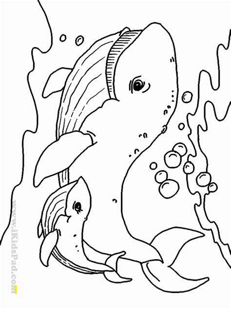 coloring pages  baby sea animals divyajanan