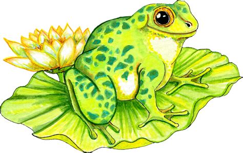 pic  frogs clipart