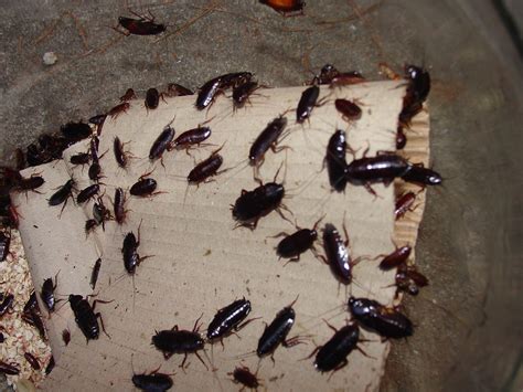 common signs of a cockroach problem