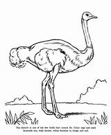 Ostrich Coloring Cannot Fly Emu Bird Drawing Pages Color Getcolorings Getdrawings Luna sketch template