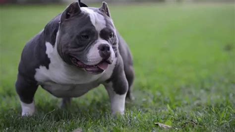 american bully dog characteristic appearance  picture