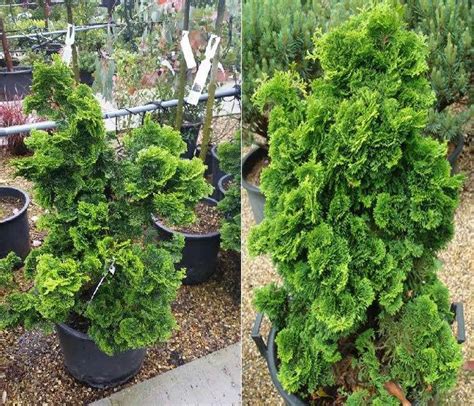 Conifers For Shade Buy Online Uk