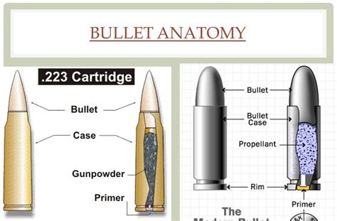 anatomy   bullet