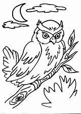 Gufo Civetta Rapaci Notturni Allocco Notte Rapace Coloriage Barbagianni Hibou Notturno Uccelli sketch template