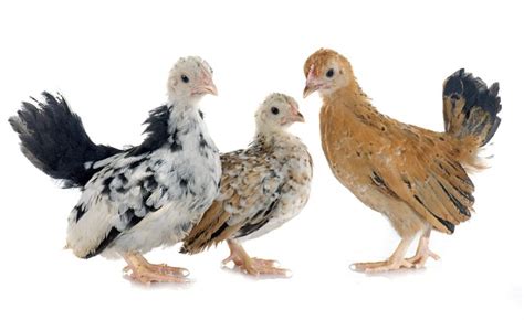 How To Tell A Rooster From A Hen Male Vs Female Differences Bantam