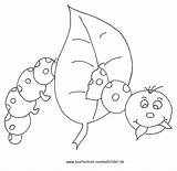 Raupe Nimmersatt Raupen Tiere Malvorlagen Apfel Malvorlage Schmetterling Kinderbilder Basteln Frühling Vorheriges Weihnachten sketch template