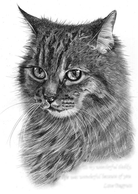 pencil drawing  cat  loving memory pencil sketch portraits images