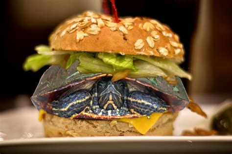 This Man Tried To Smuggle A Turtle By Disguising It As A Hamburger Grist
