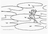 Coloring Water Pad Lily Pages Lilies Monet Print Online Slide Color Book Flower Popular Pond Coloringhome Kids Printable Library Clipart sketch template