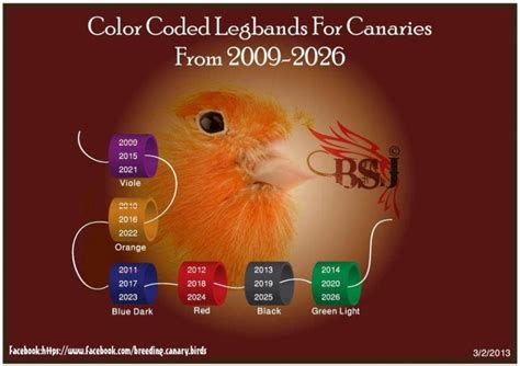 ringmaten vogels kleurenvriendschap jouwwebnl